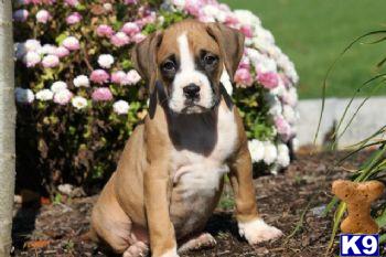 Puppies in PA